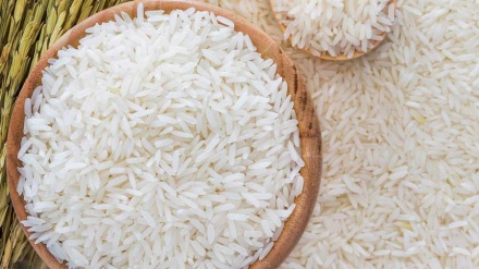 کمتر برنج بخورید تا کرونا نگیرید+ فیلم