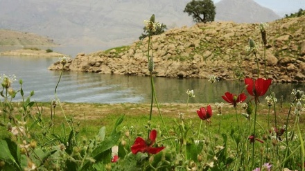 عطر سوسن