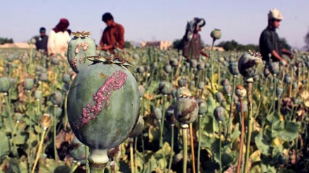 アフガニスタンで麻薬製造量が増加