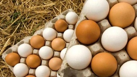 مصرف روزانه تخم مرغ برای سلامت قلب مفید است