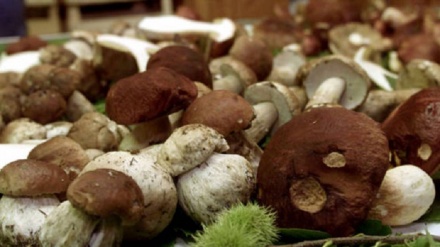 Dai funghi un'arma per battere la preeclampsia