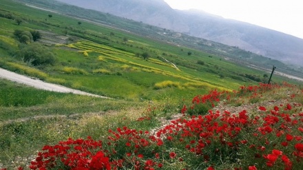 南西部フーゼスターン州スーサン高原（写真）
