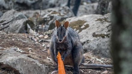Incendi Australia, in pericolo 113 specie