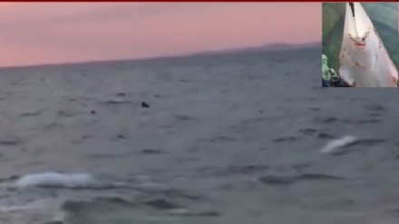 Туркия соҳилига етти метрли акула сузиб келди (видео)