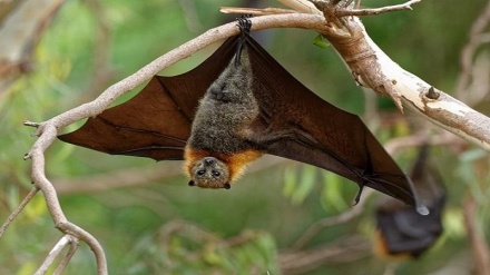 Something special about bat immunity makes them ideal viral incubators