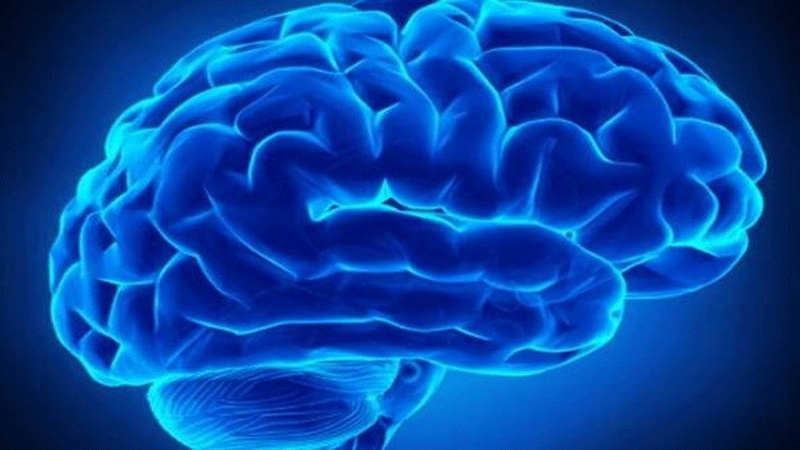 Conoscere l'Islam (44), la creazione dell’essere umano: il cervello