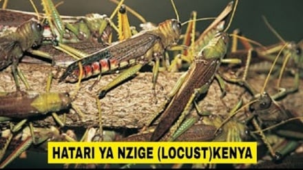 Wilaya nyingine 15 zavamiwa na nzige nchini Uganda + Sauti