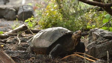 Galapagos: tolte 8 tonnellate di rifiuti