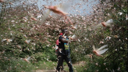 A humanitarian crisis looms in Africa unless Africans act fast to stop the desert locust