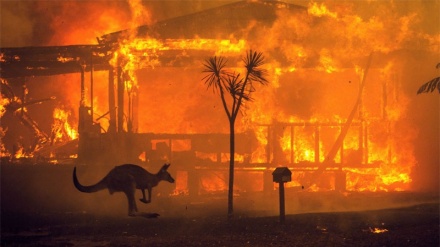 Биоразнообразие является основной жертвой лесных пожаров в Австралии