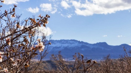 Les amandiers en fleur annoncent le printemps