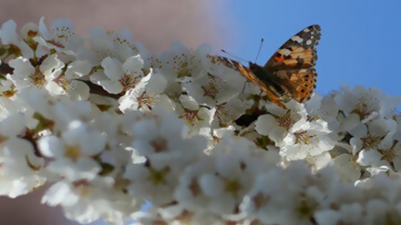 Iran: floraison au printemps à Bojnurd