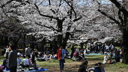 Japón celebra tradicional florecimiento del cerezo pese al COVID-19(Video+Fotos)