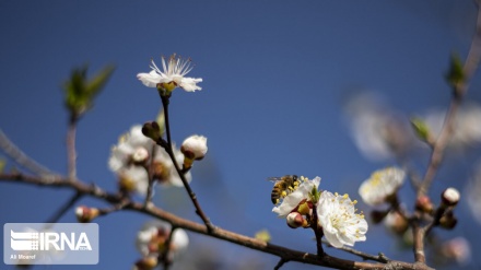 Les arbres en fleurs dans les jardins de Mansouriyeh
