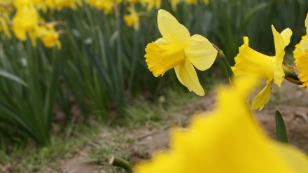 Нигоҳи  мунтазар