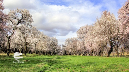 “Бӯи баҳор” 