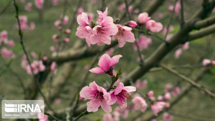 Le printemps approche …