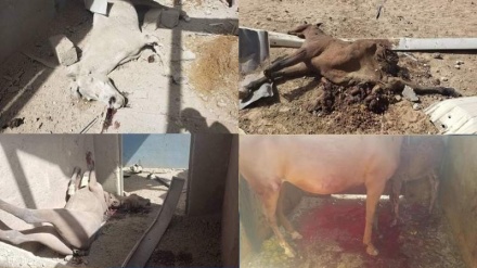 बर्बरताः यमन में घोड़ों के अस्तबल पर सऊद अरब की बमबारी, चारों तरफ़ बिखर गईं बे ज़बान जानवरों की लाशें, मारिब में यमनी फ़ोर्सेज़ की बड़ी कामयाबी!