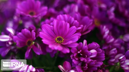 Iran/Bojnurd: les premières fleurs de printemps commencent à colorer la nature