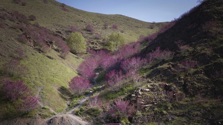Машҳаднинг Арғувон дараси 
