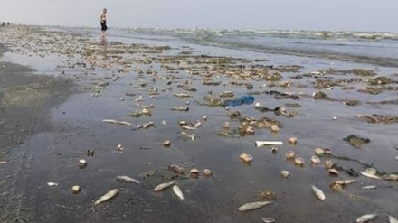 Yemenli Bakan:Suudi koalisyon Yemen sahil sularını kirletti