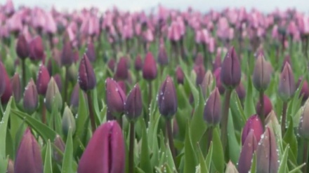 Video: El cierre del festival anual de tulipanes en EE.UU. por el coronavirus