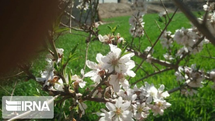 La floraison des arbres fruitiers à Yazd