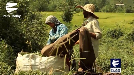 Красивые и зеленые чайные плантации Лахиджана