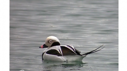 Iran, identificata una rara specie di con la coda lunga
