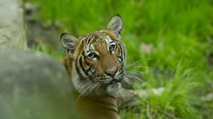 米・ニューヨークの動物園のトラが新型ウイルスに感染（日本語キャプション付）