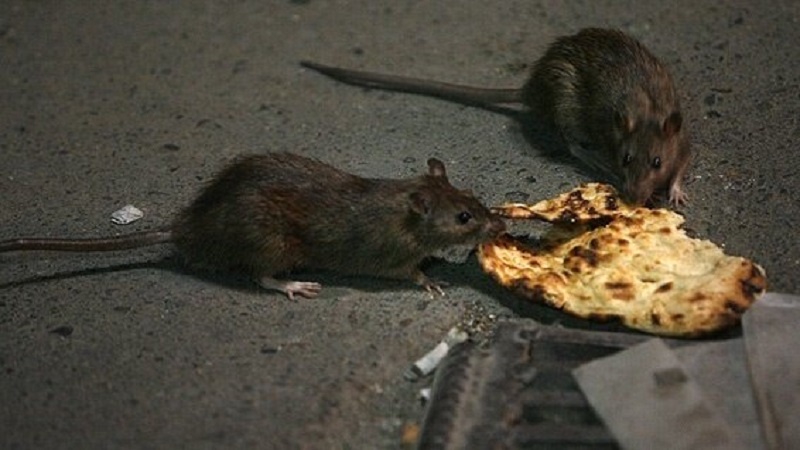 کرونا ممکن است موش‌های شهری را تهاجمی و خطرناک کند؟
