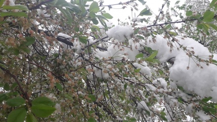 خسارات  فراوان برف اخیربه کشاورزان تاجیکستان
