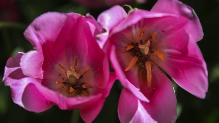 Lulet e Kopshtit Iranian