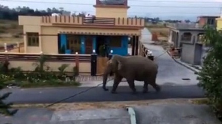 封鎖中の閑散としたインドの街を象が闊歩 （動画）