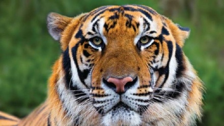Bangkok, riappaiono esemplari di tigre indocinese