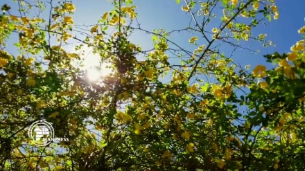 Video: Hermosa primavera de Shiraz, la ciudad de literatura y arte de Irán