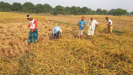 বাংলাদেশে ধান কাটা ও মাড়াই শুরু: লকডাউনের কারণে শ্রমিক সংকট