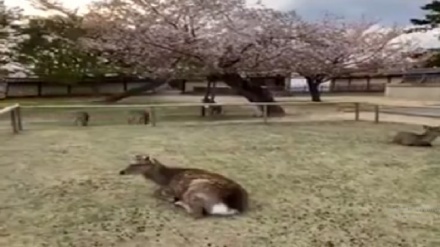 日本の街中に、空腹の鹿が出没（動画）