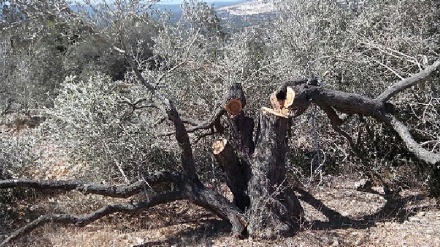 35 עצי זית  בחלקה של פלסטיני הושחתו בכפר מדרום לאל-ח'ליל