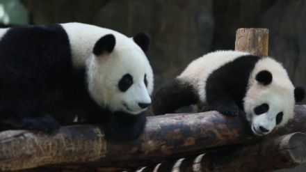 中国・上海の動物園のパンダの様子（動画）