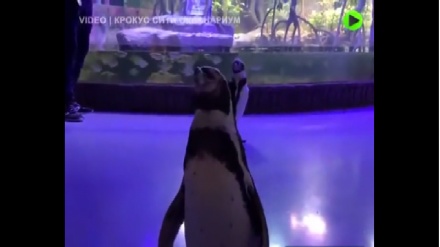 Москва аквариумига ташриф буюрган пингвинлар (видео)