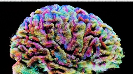 La bellezza del cervello diventa arte con sculture di luce