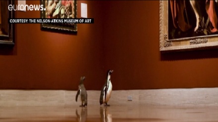  Америка музейини тамоша қилишга келган пингвинлар (видео)