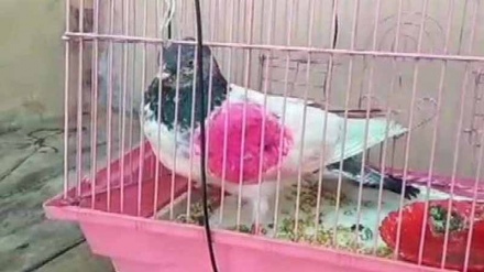 भारत ने किया पाकिस्तान के जासूसी कबूतर की गिरफ़्तारी का दावा