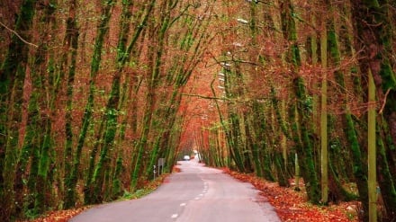 Tolışi Qisom, turizmi beynəlxalğə ğeyd kardey royədə