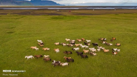 Fotografi nga dronët mbi botën e kafshëve