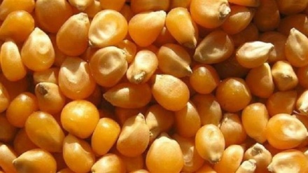 Contaminated corns from Brazil are to be turned into ethanol: Iran