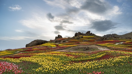 Surga Bunga Tulip di Pegunungan Alborz, Iran