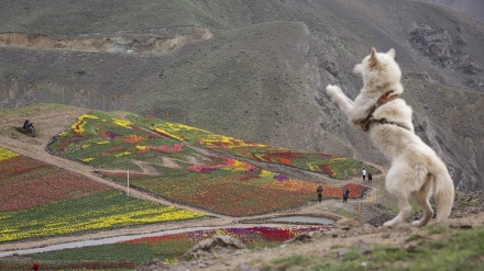 Keindahan Lereng Tulip di Iran (2)