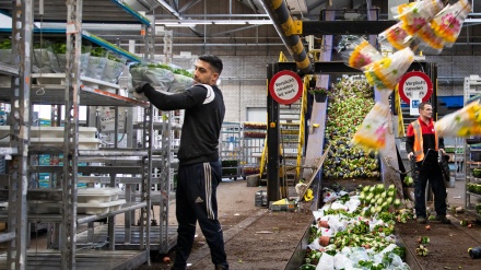 Në Holandë shkatërrohen 140 milionë lule për shkak të përhapjes së virusit Korona